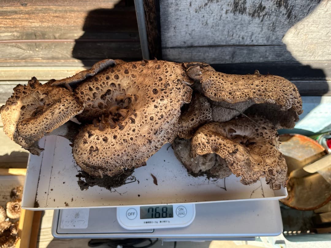 香茸　天然香茸　1386グラム