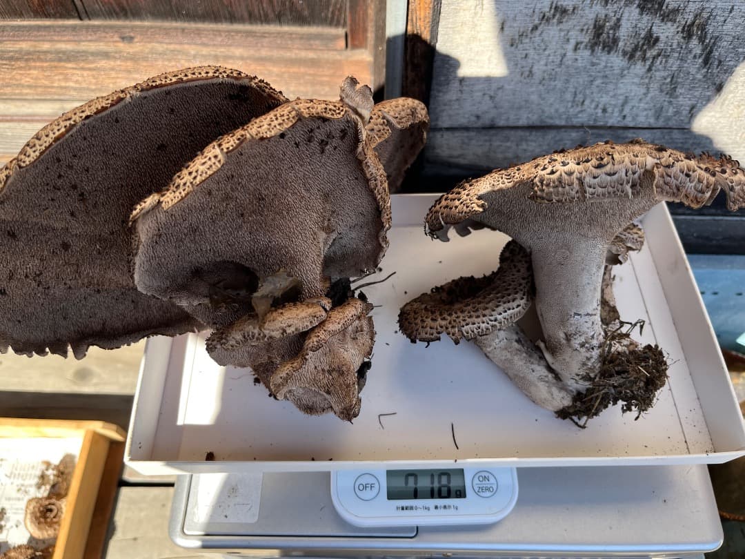 香茸　天然香茸　1386グラム