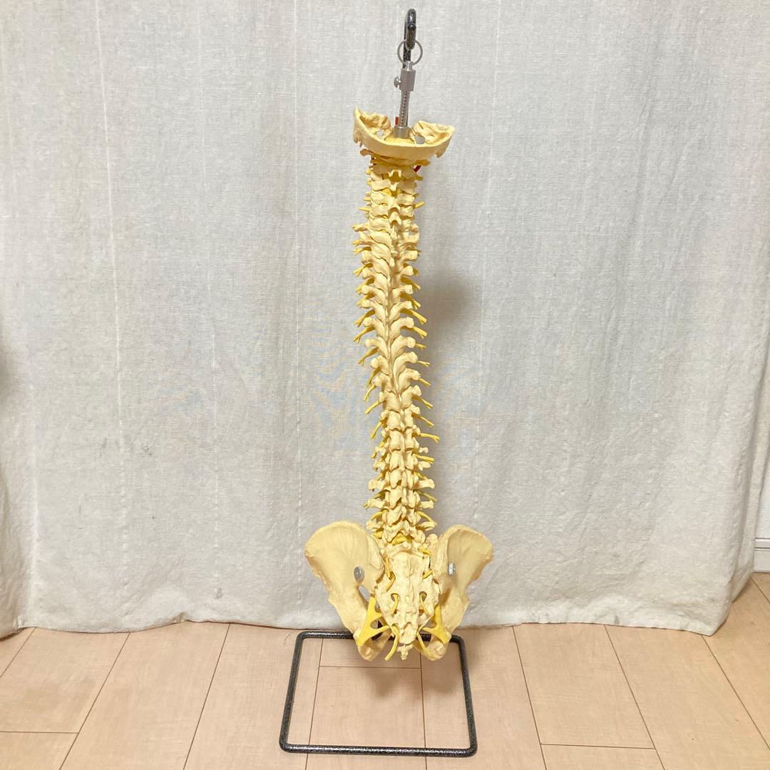TomoP様　脊柱骨格模型　人体　接骨院カイロプラクティック　スタンド付き