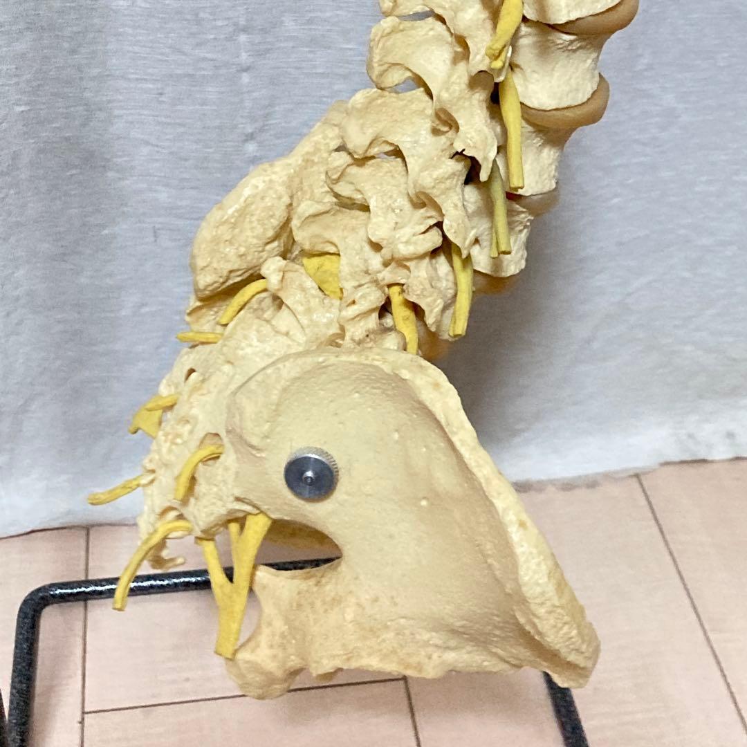 TomoP様　脊柱骨格模型　人体　接骨院カイロプラクティック　スタンド付き