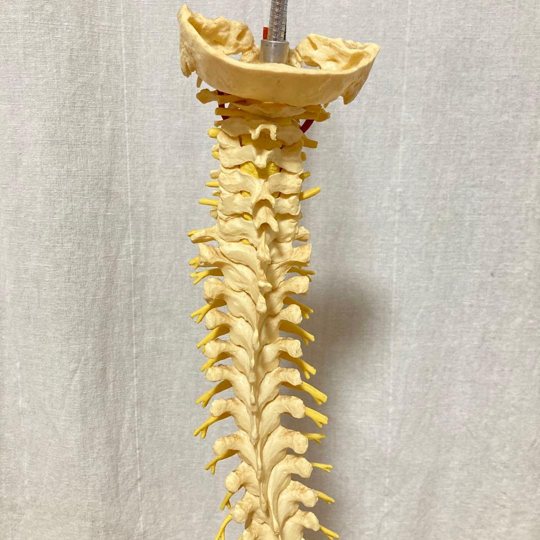 TomoP様　脊柱骨格模型　人体　接骨院カイロプラクティック　スタンド付き