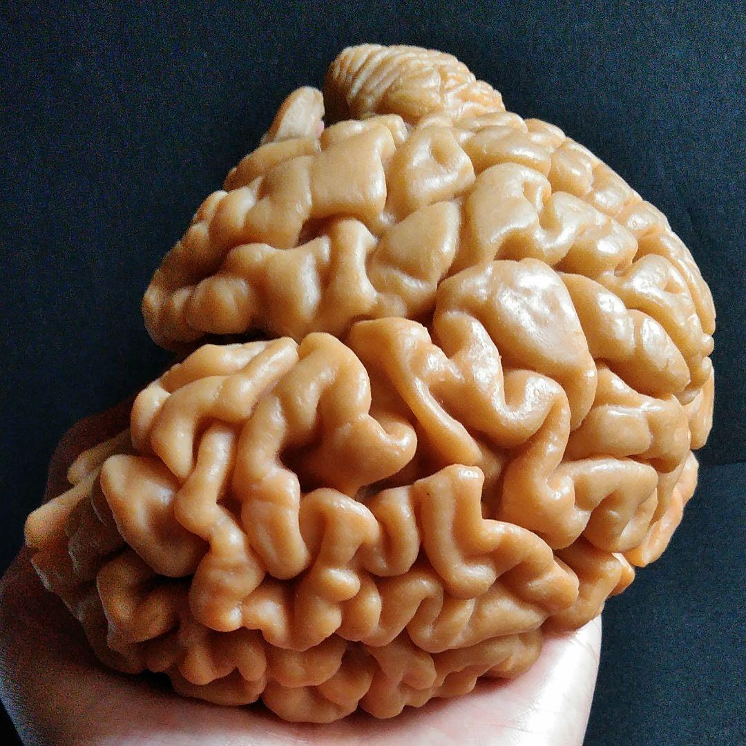 脳　Brain　精密モデル　模型　約14cm　右脳
