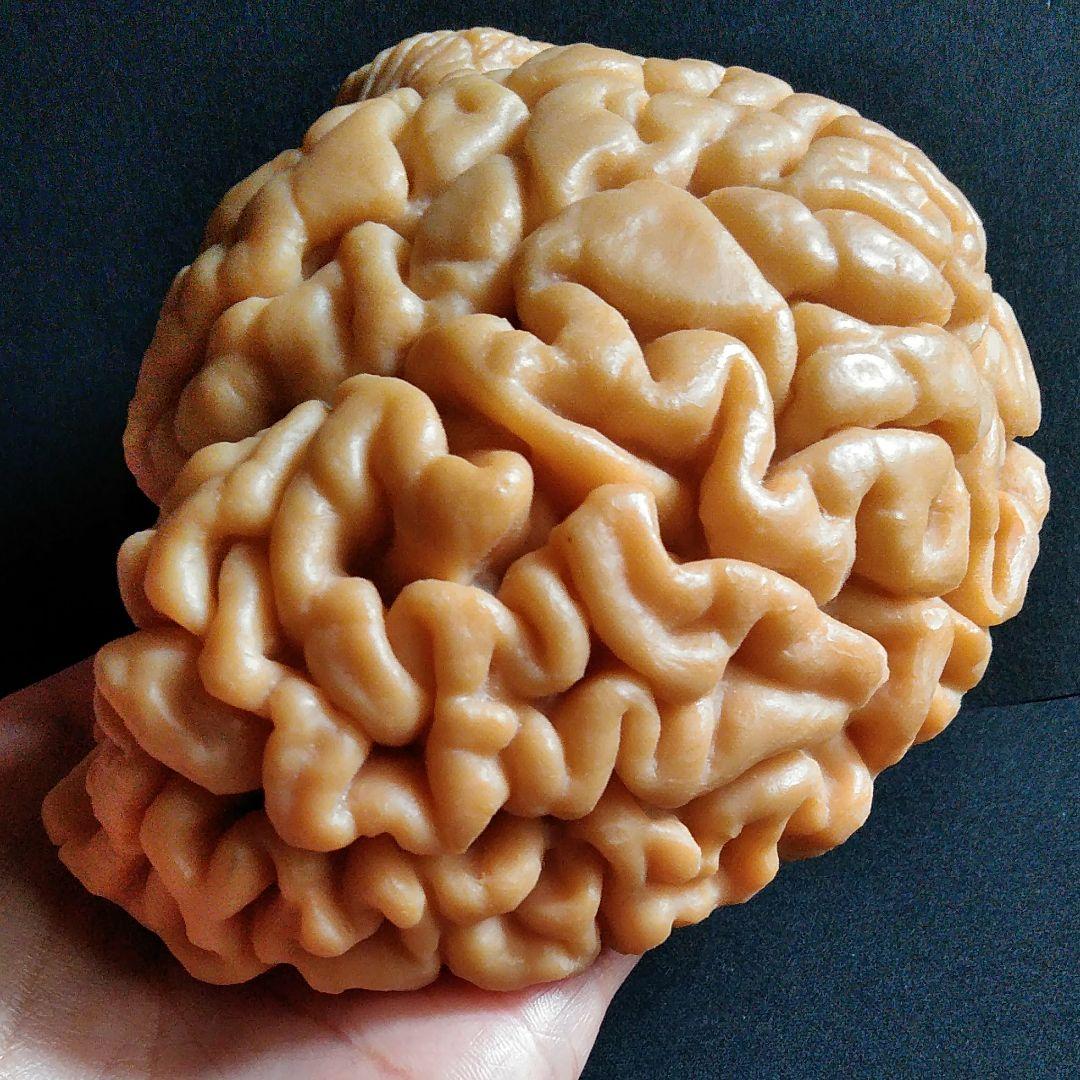 脳　Brain　精密モデル　模型　約14cm　右脳