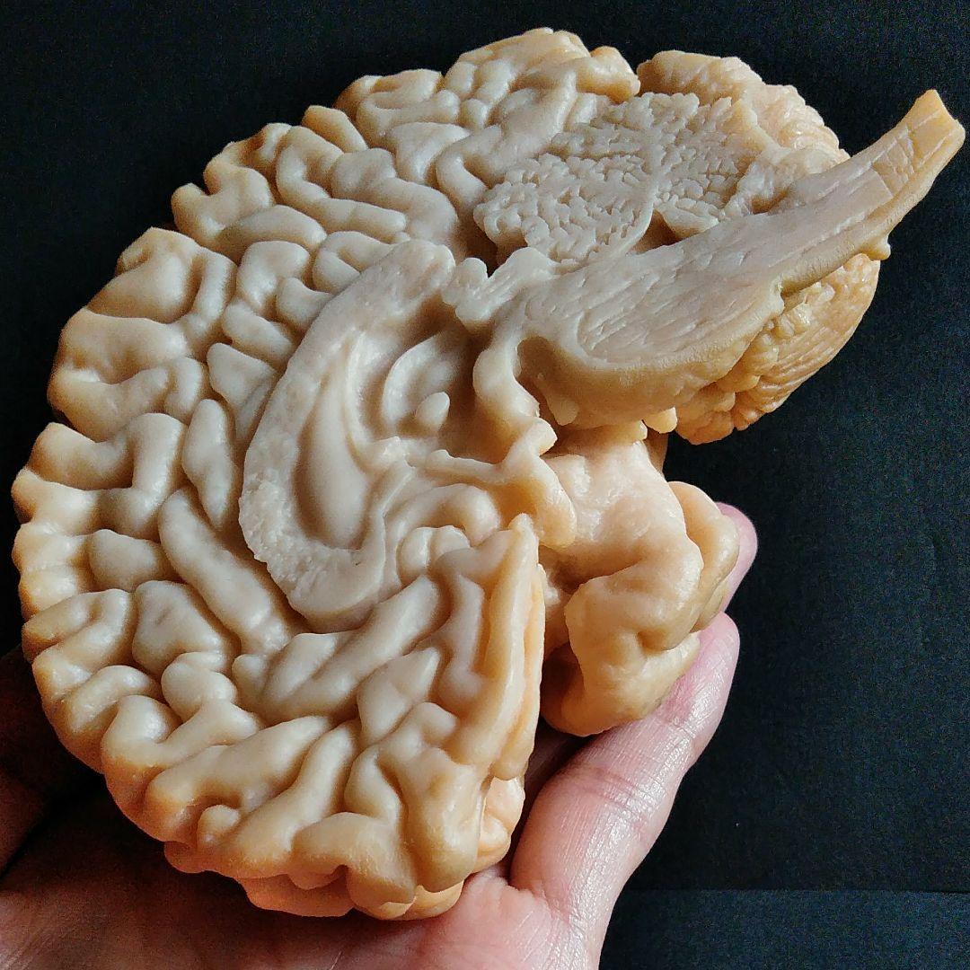 脳　Brain　精密モデル　模型　約14cm　右脳