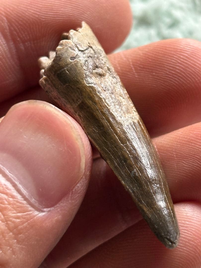 4.5cm スコミムス　歯　化石