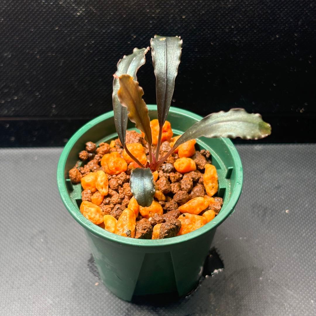 ブセファランドラ sp. ブラウニーゴースト 2011-2012 ナカモト