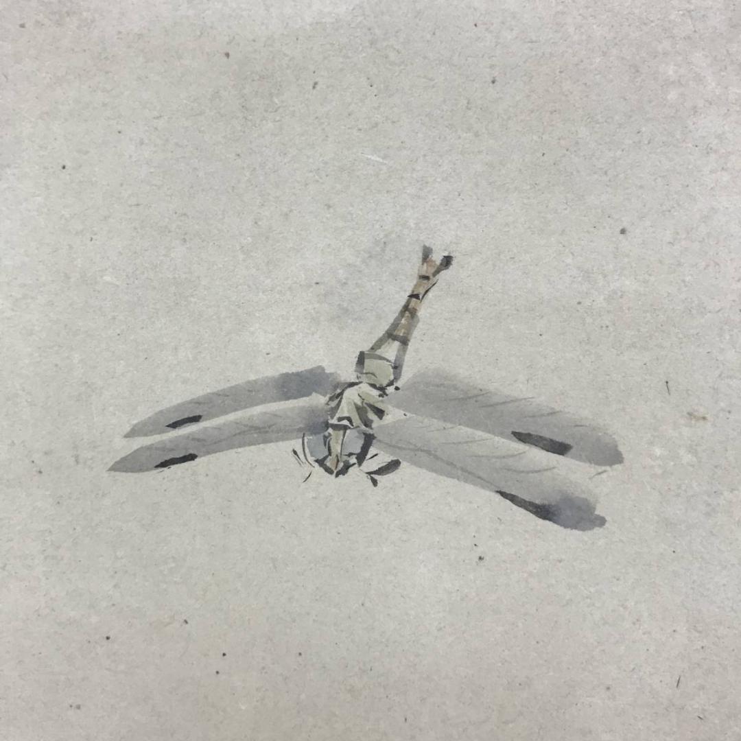 【真作】古市金峨/菊に蜻蛉図/トンボ図/花鳥図/掛軸☆宝船☆AD-586