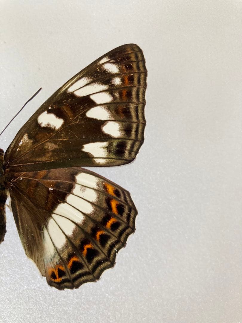 【大型85mm】オオイチモンジ（1ペア・北海道産）