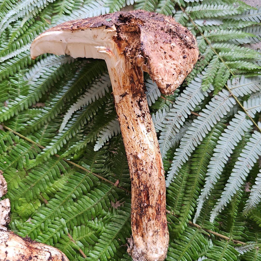 広島県産 松茸 316g