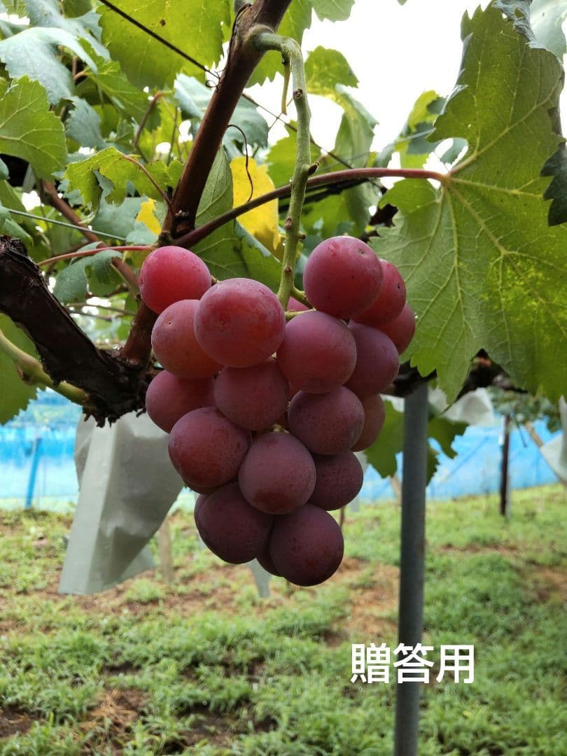 レモネード【長野県産】ミックス3kg