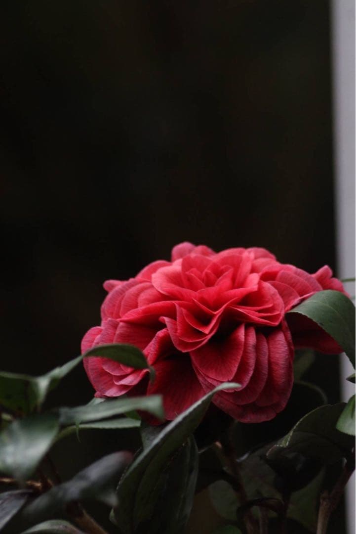 テーラーメイド　SIM2 4U 22°