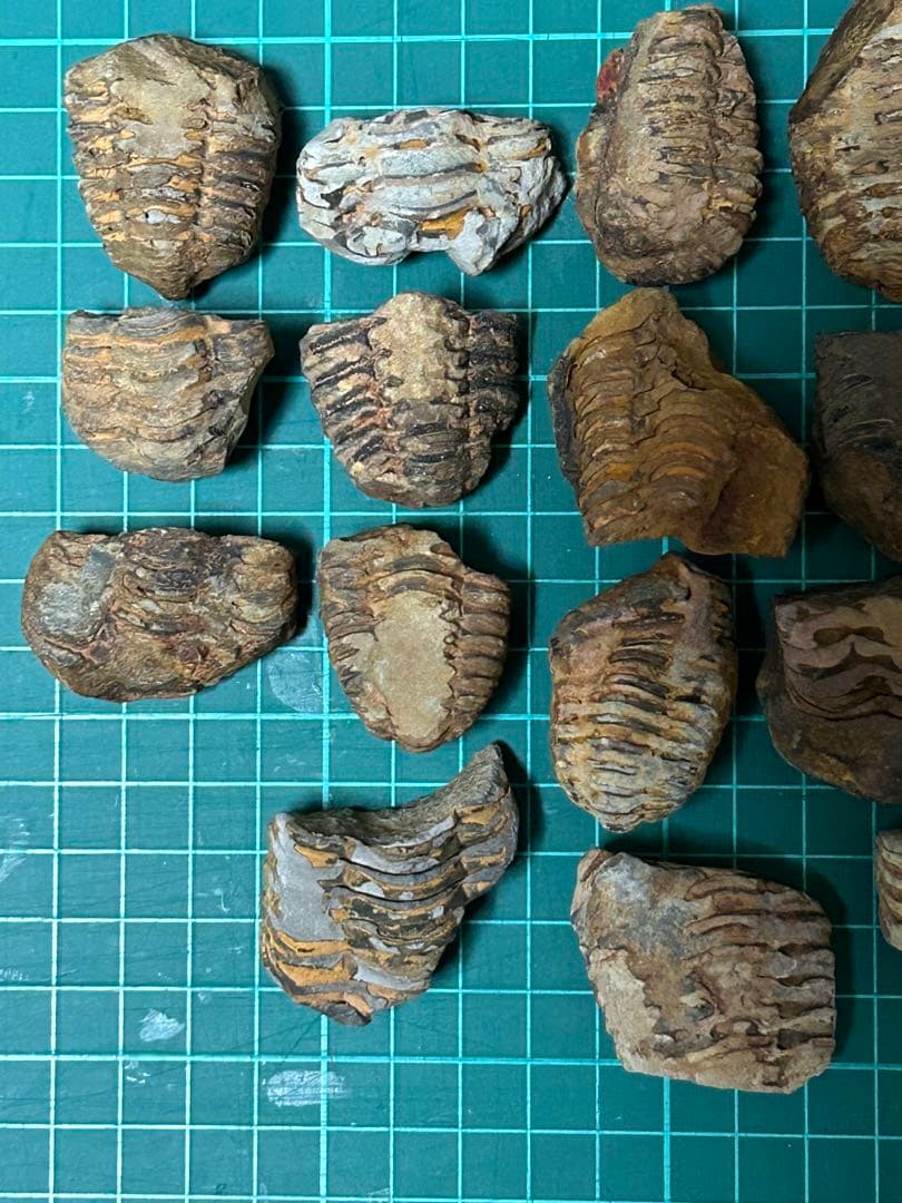 化石　三葉虫の化石