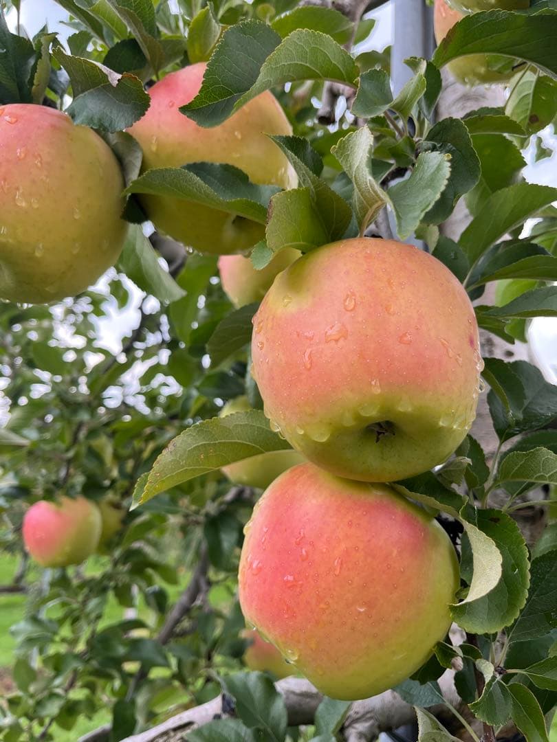 とももんページ✨10kg