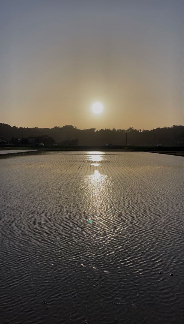 ♡数量限定♡令和7年千葉県いすみ市産コシヒカリ 15kg白米　無洗米　天皇献上米