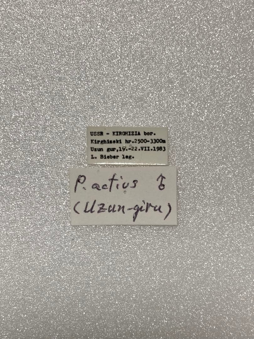 P.actius（1オス、ロシア・ウズンギル産）