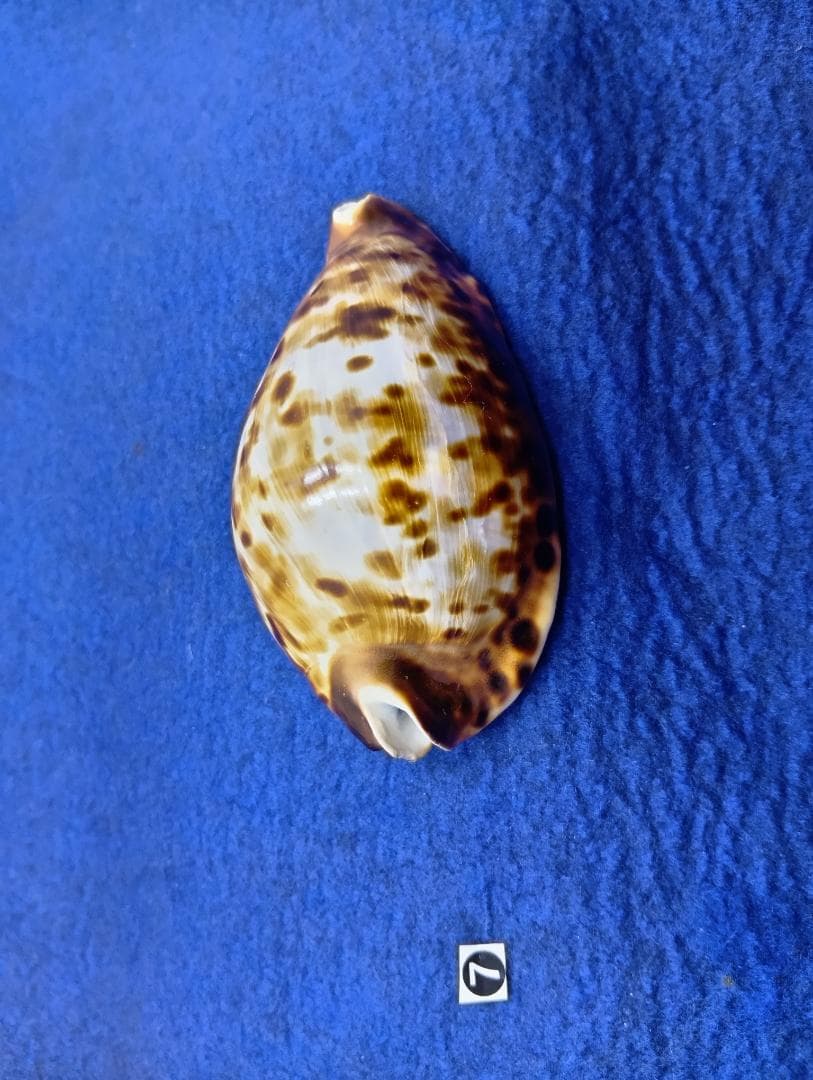 ⑦-1貝標本クロガネダカラ