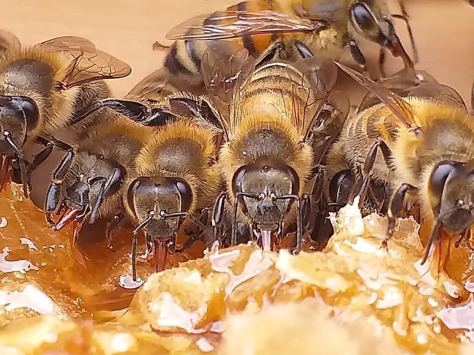 エミコサン専用　蜂蜜　でかいの1本　２．５キロ
