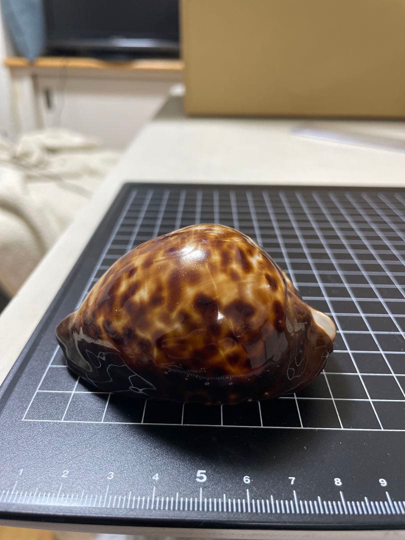 ベッコウダカラ　貝殻　標本