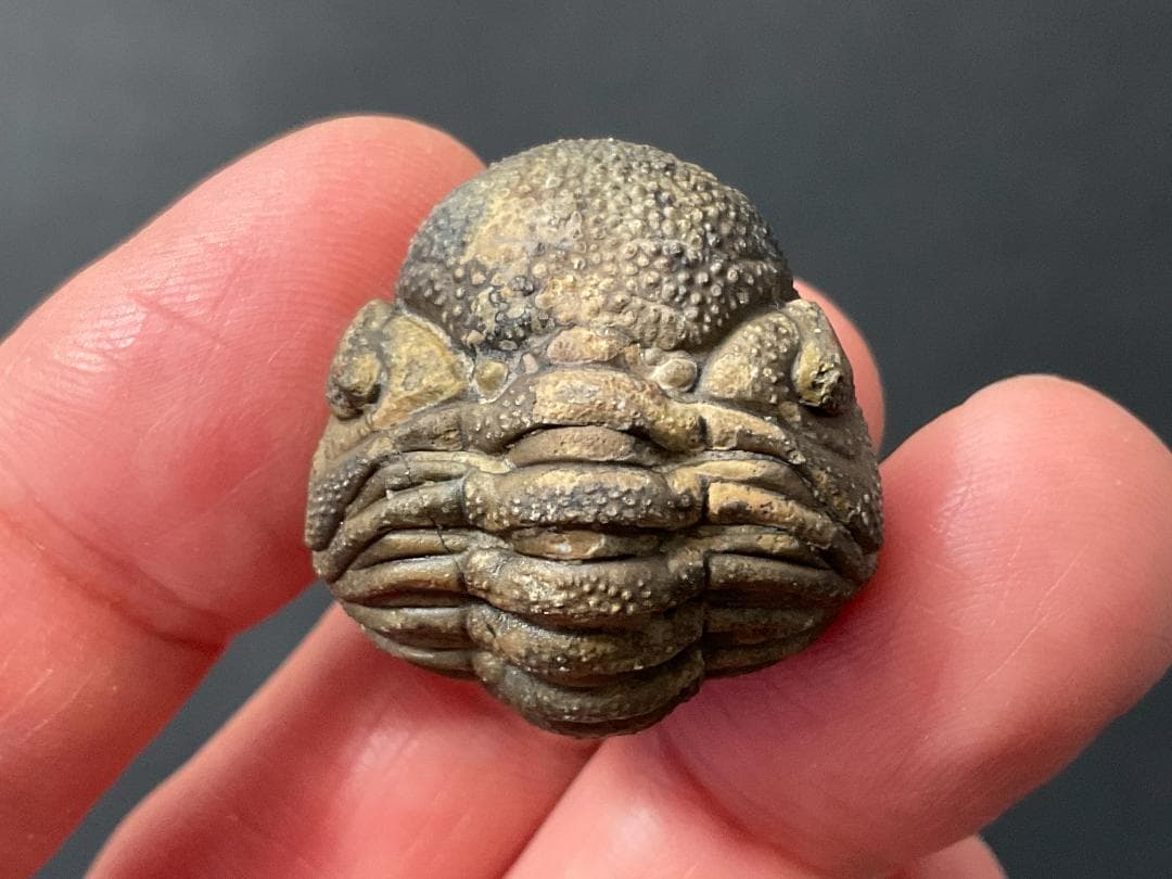 防御態勢の三葉虫 [PH75] ファコプス 化石