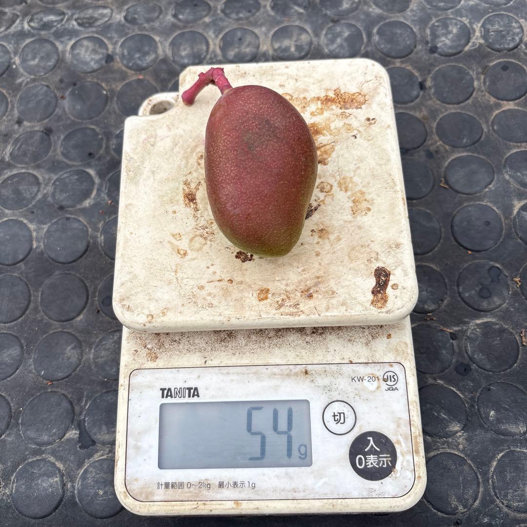 摘果マンゴー2/6❷