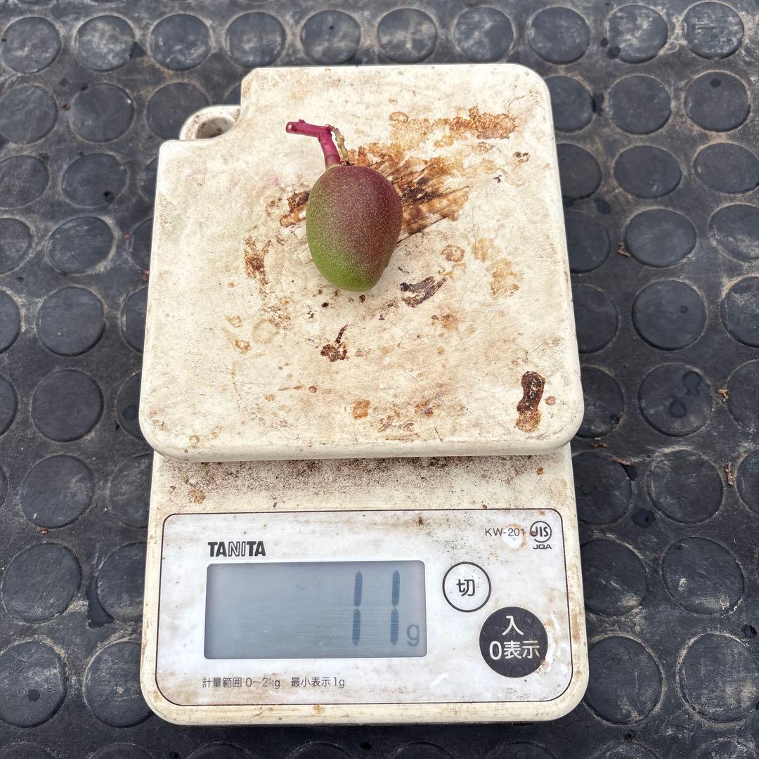 摘果マンゴー2/6❷