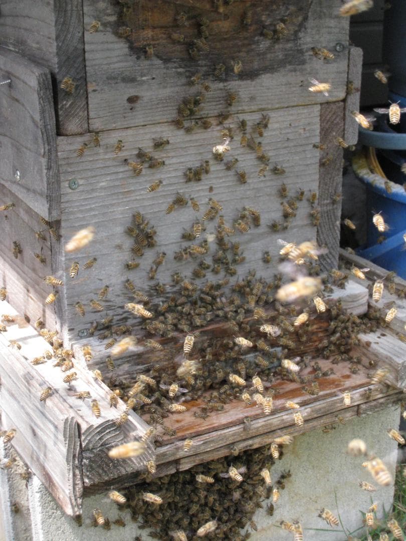 ★★希少限定品『100％純粋春蜜の2瓶セット』《幻の天然完熟百花蜜》