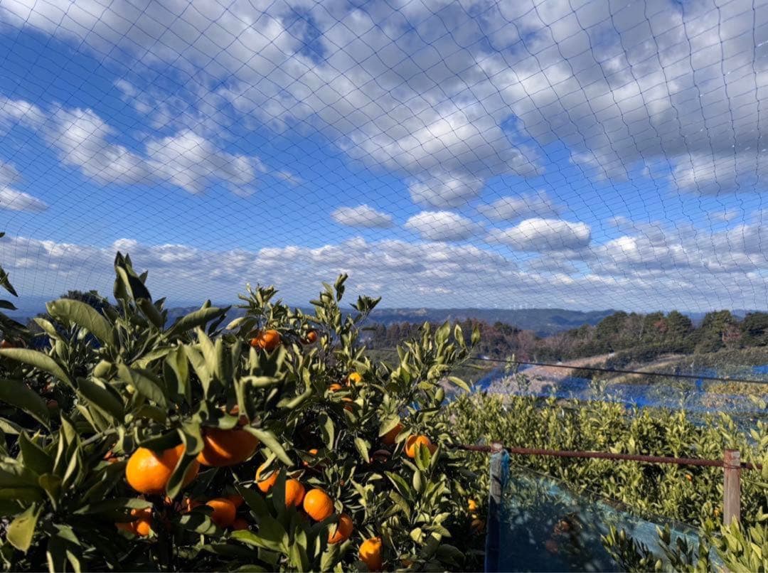 ⑥温州みかん 樹熟大坊みかん 優品(家庭用傷あり)2Sサイズ10kg