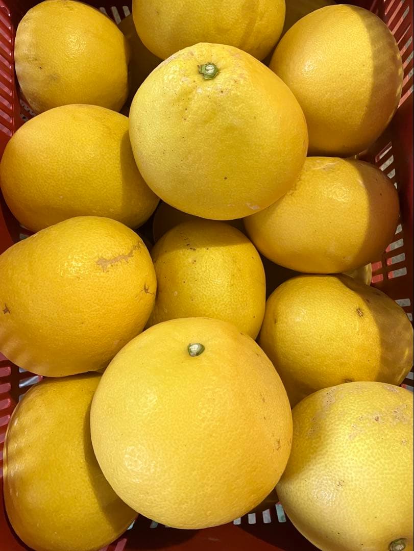 yukimushiさん専用