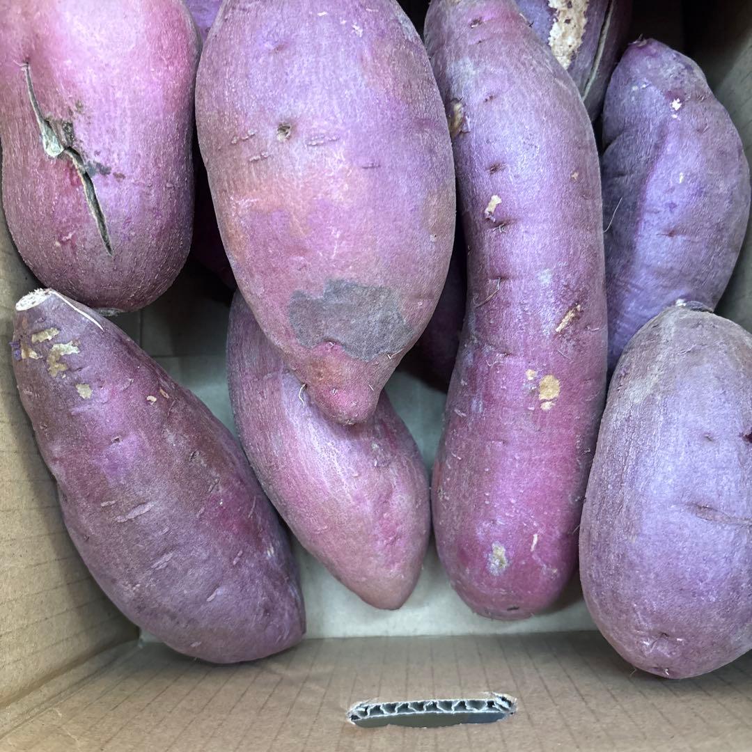 紅はるか　5キロ　MからL