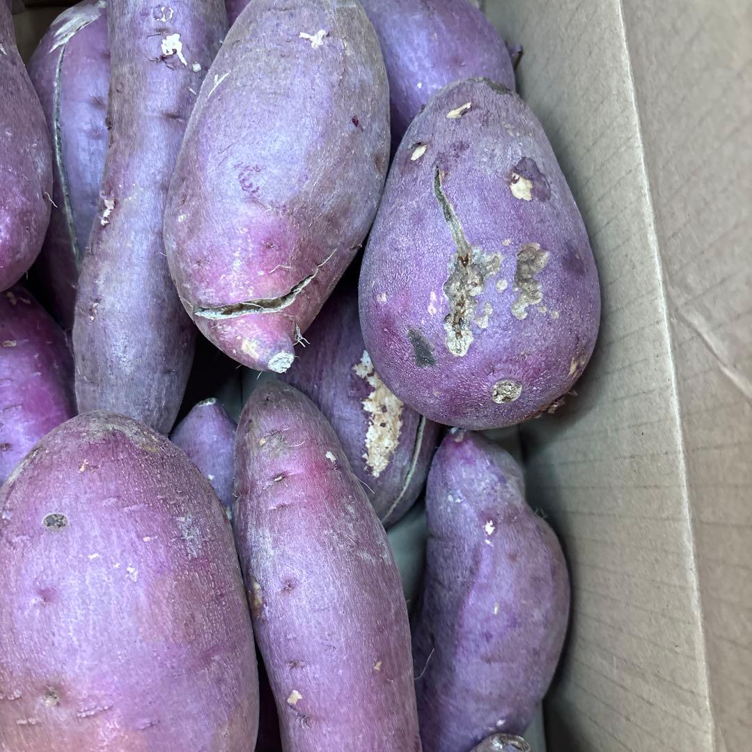 紅はるか　5キロ　MからL