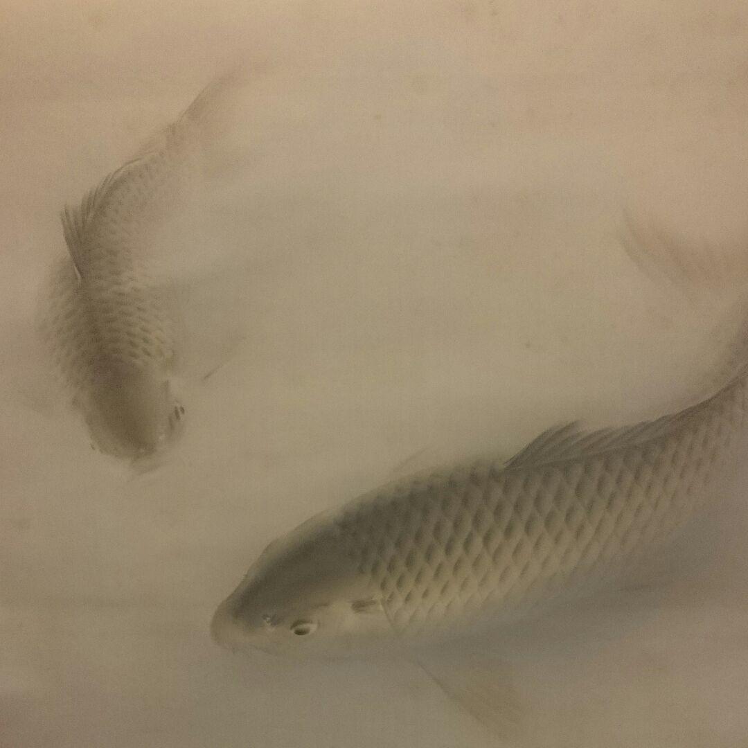 真作「名品希少遺作」掛け軸 鯉の光達 森田光達(雙鯉・妻:ミヨ識箱)