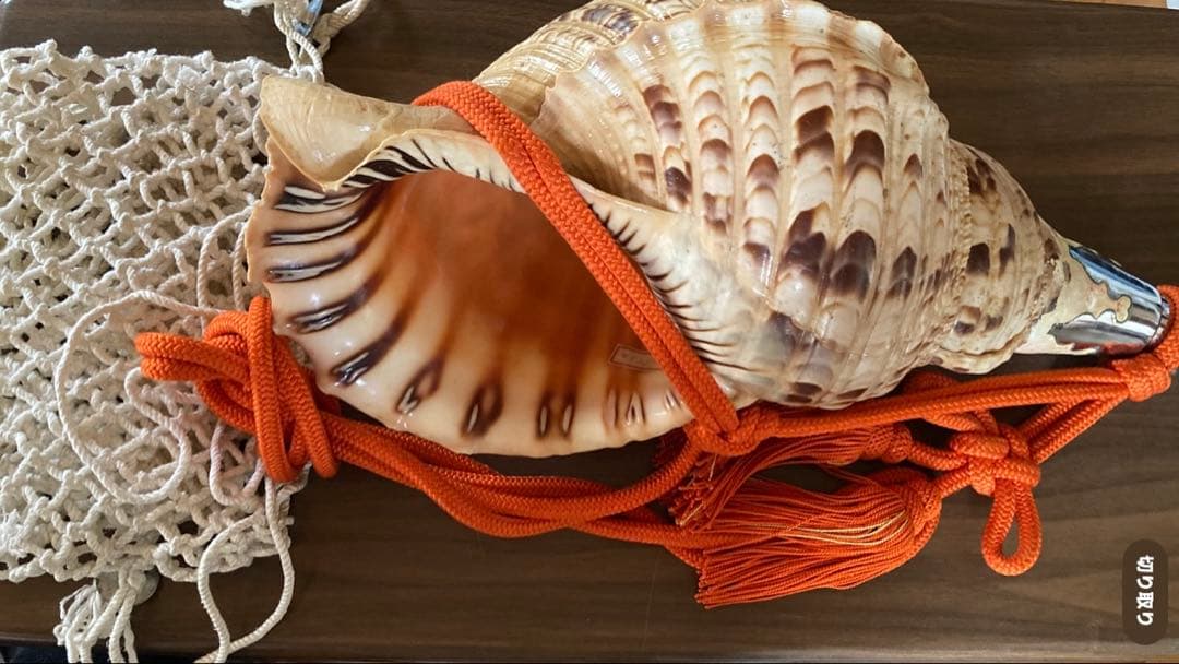 法螺貝 大型40cm 以上　吹き口付き 網袋・房付き 修験道 山伏