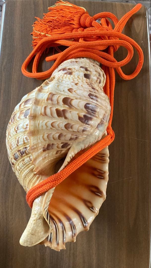 法螺貝 大型40cm 以上　吹き口付き 網袋・房付き 修験道 山伏