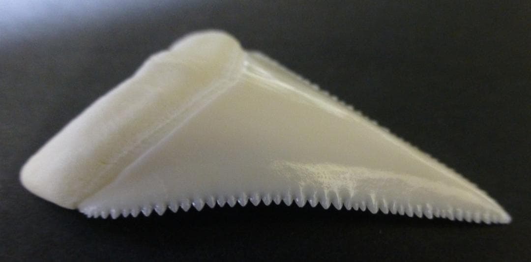 ホホジロザメ（Carcharodon carcharias）の歯 48.1mm