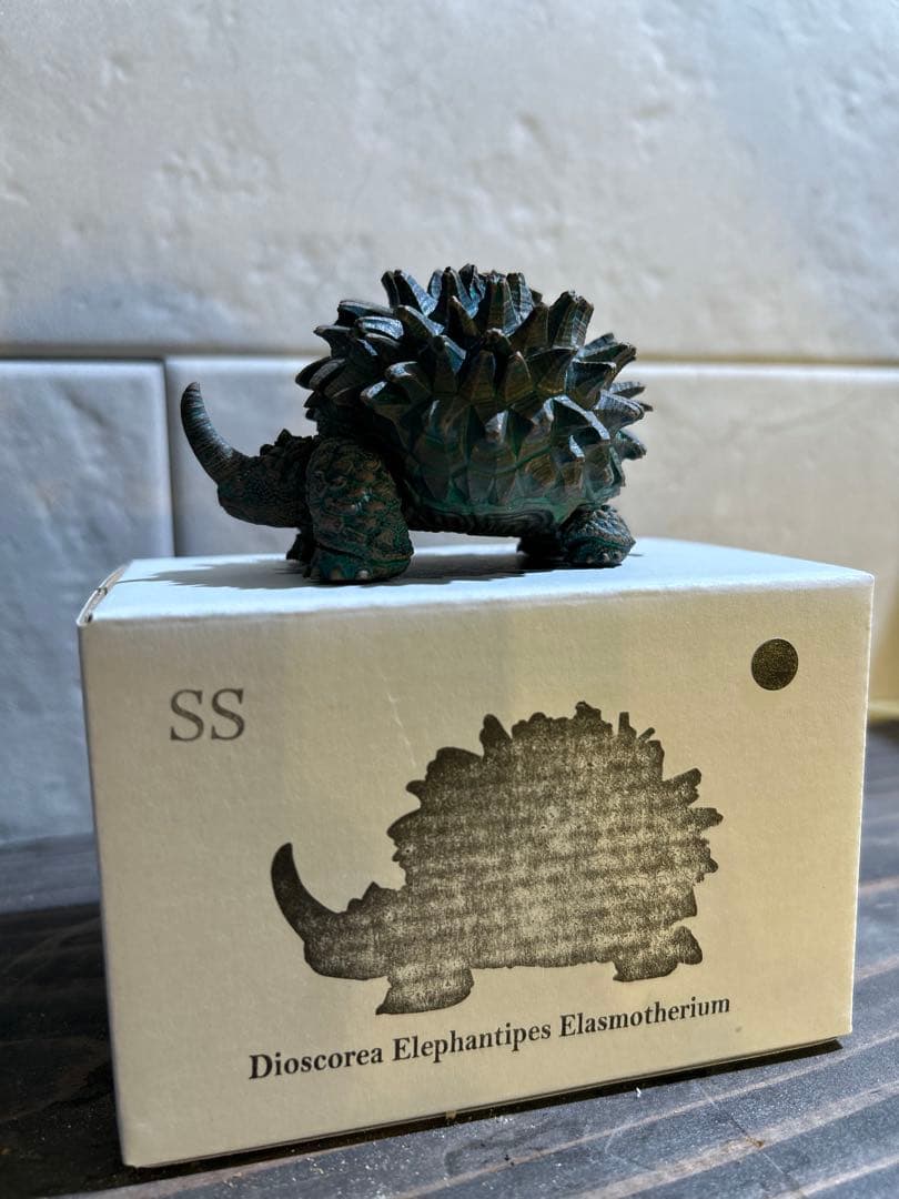 OZWRT✖️長谷川ナーセリー デオスコレア・エラスモテリウム