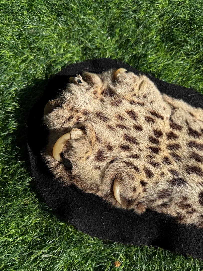 ヒョウの剥製 大型