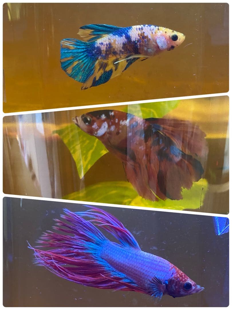 沖縄県やんばる産マジックリーフ 1kg UV殺菌灯照射済み④