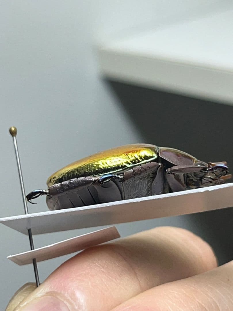 【29mm】多分クリサルギレアプラチナコガネ レッドフォーム標本