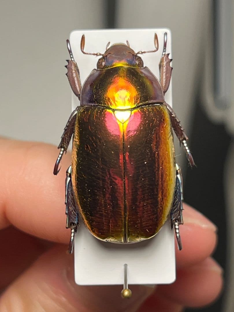 【29mm】多分クリサルギレアプラチナコガネ レッドフォーム標本