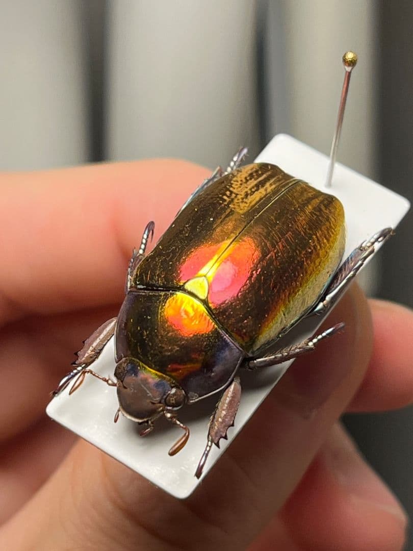 【29mm】多分クリサルギレアプラチナコガネ レッドフォーム標本