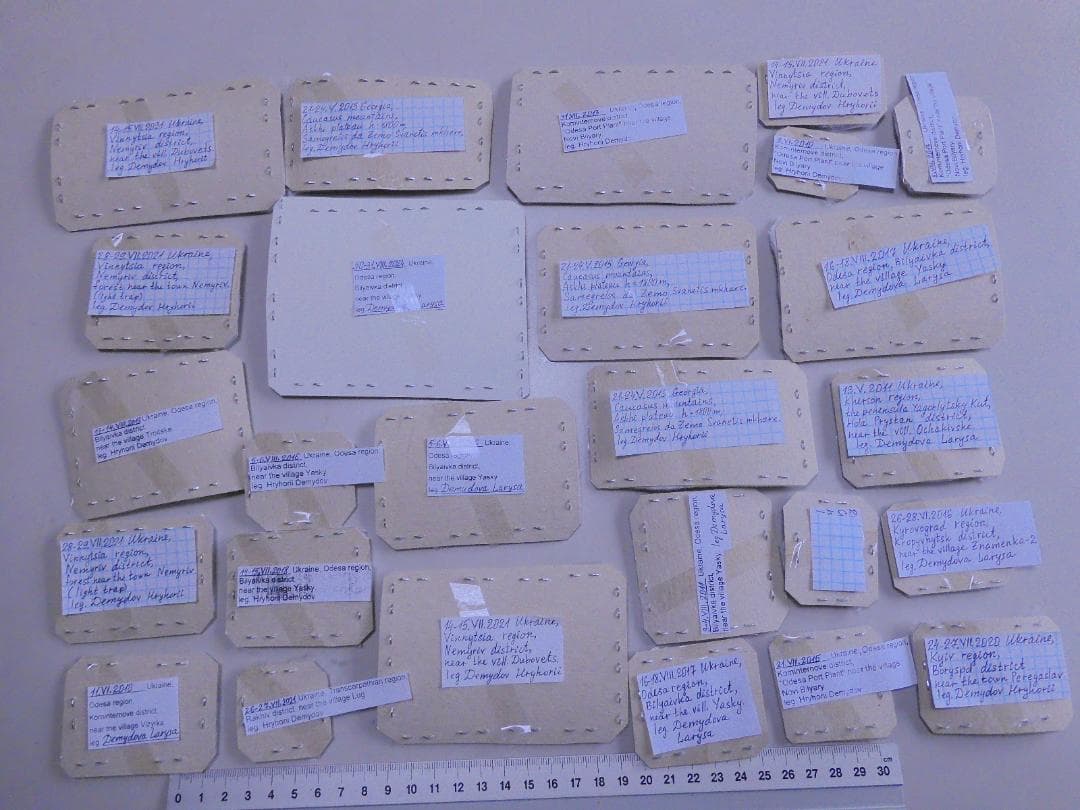 研究者向き　ゲンゴロウセット　ゲンゴロウ以外も含む