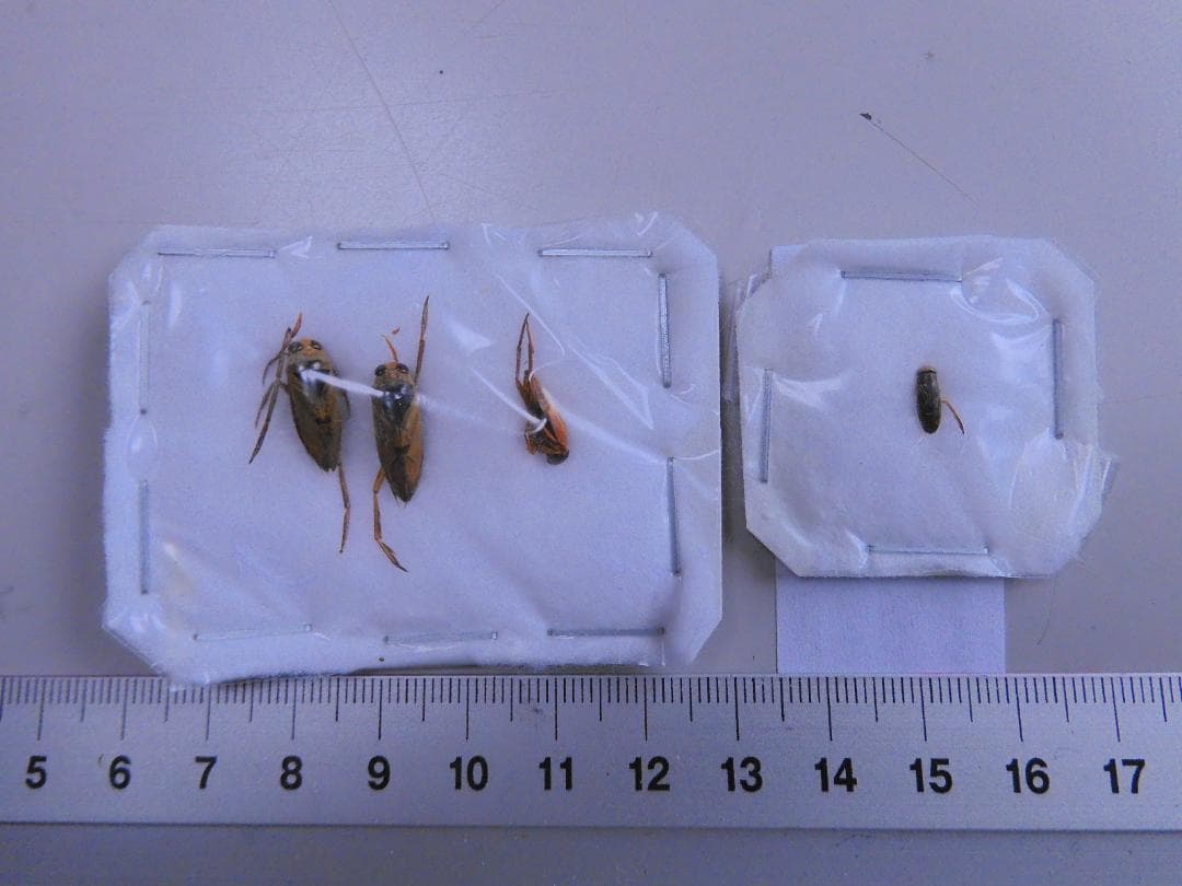 研究者向き　ゲンゴロウセット　ゲンゴロウ以外も含む