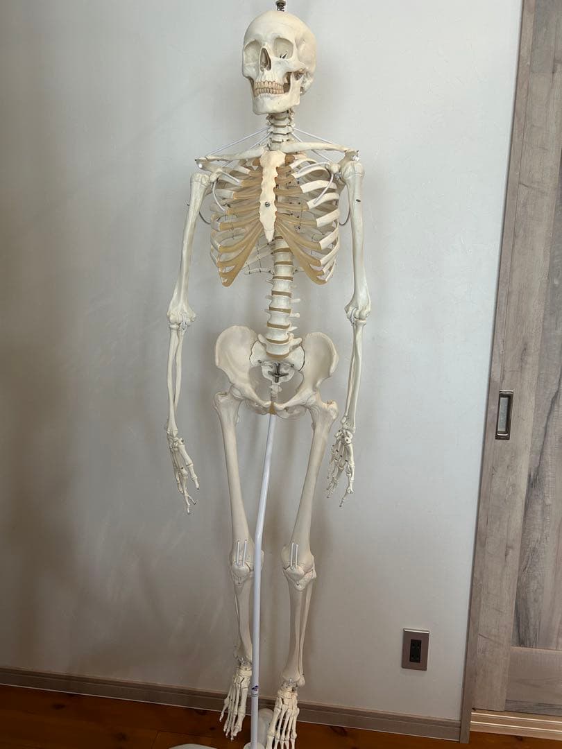 3B Scientific フランク・可動性改良型　人体骨格模型　最終価格