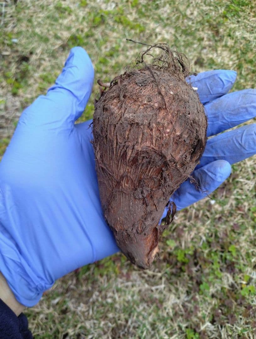 氏家悟様！里芋(土垂)種芋用約10kg