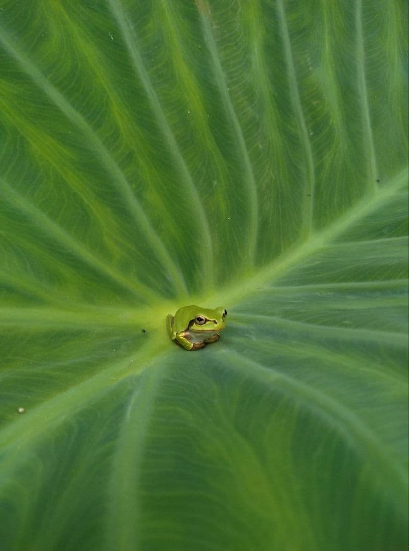 氏家悟様！里芋(土垂)種芋用約10kg