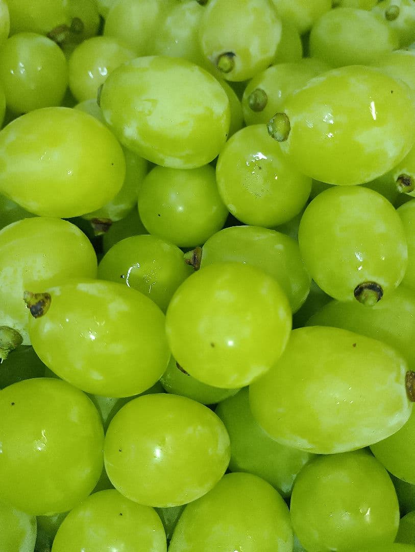 年末限定特売品シャインマスカット5キロ入りの粒バック入りになります。