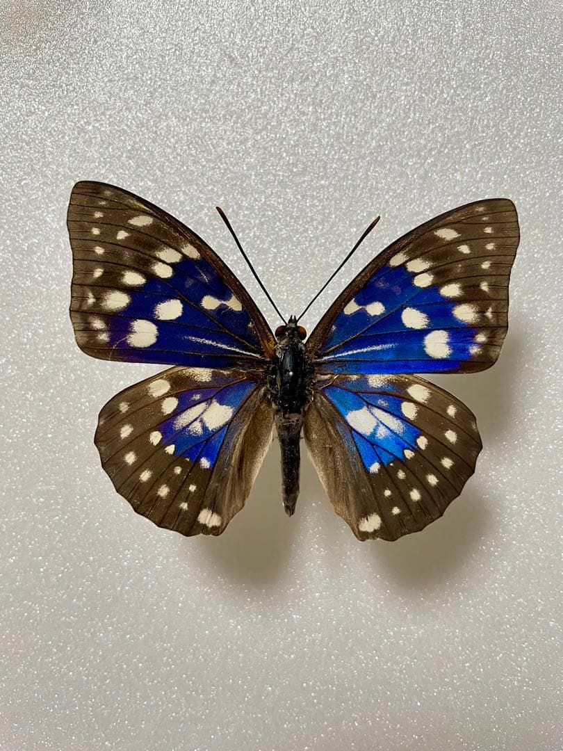 モルフォオオムラサキ（オス、滋賀県）