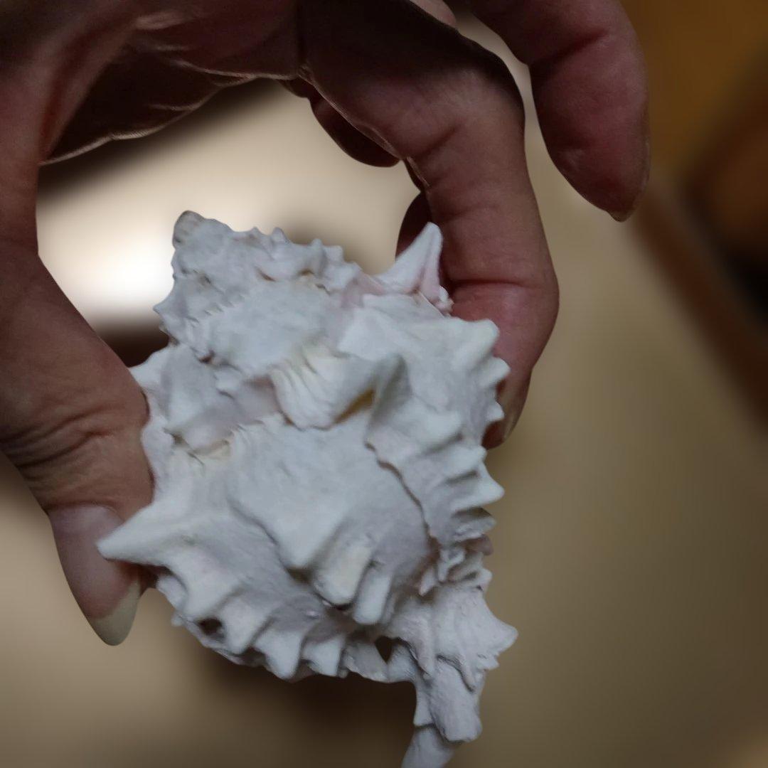 貴重♡♡天然貝殻型装飾品