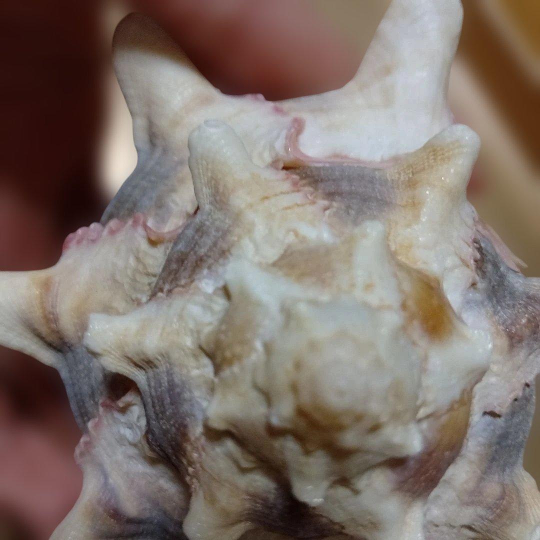 貴重♡♡天然貝殻型装飾品