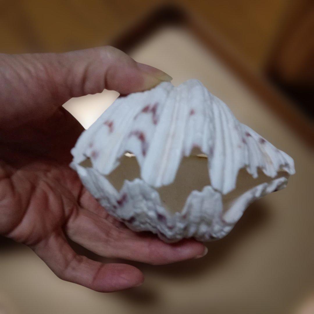 貴重♡♡天然貝殻型装飾品